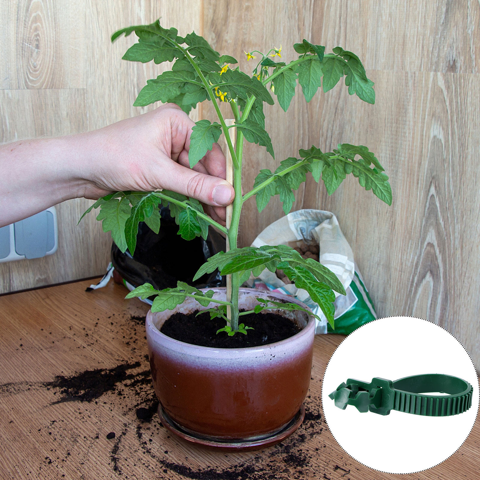 คลิปยึดเถาวัลย์สำหรับพืชในสวน  - Us Bonsai Garden บทวิจารณ์และราคา